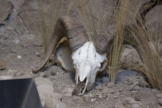 a big horn sheep skull in the desert