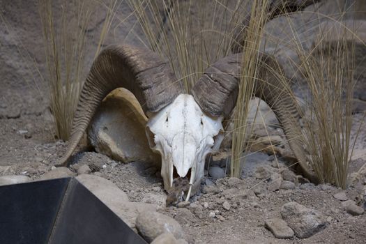 a big horn sheep skull in the desert