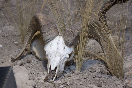a big horn sheep skull in the desert