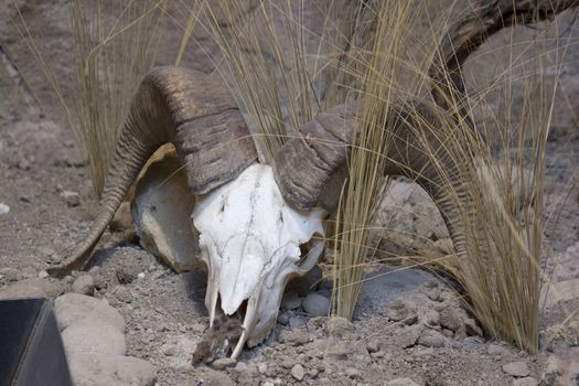 a big horn sheep skull in the desert