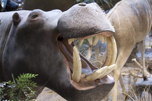 a wild hippo with its mouth open showing teeth