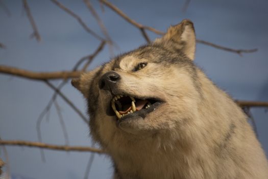 a close up of a howling wolf.