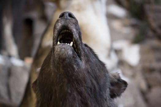 a close up of a howling wolf.