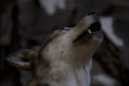 a close up of a howling wolf.