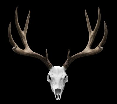 an isolated deer skull ready to drp into your designs.