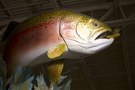 a large reainbow trout staue biting a flie