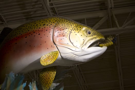 a large reainbow trout staue biting a flie