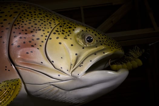 a large reainbow trout staue biting a flie