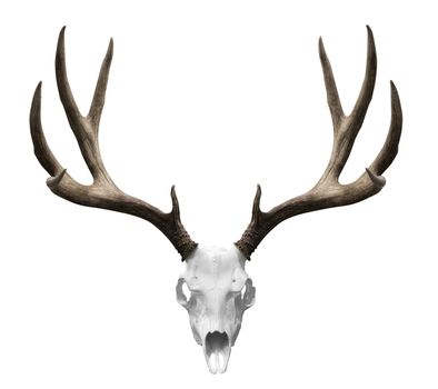 an isolated deer skull ready to drp into your designs.