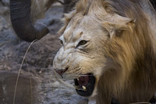 a big scary lion showing his teeth