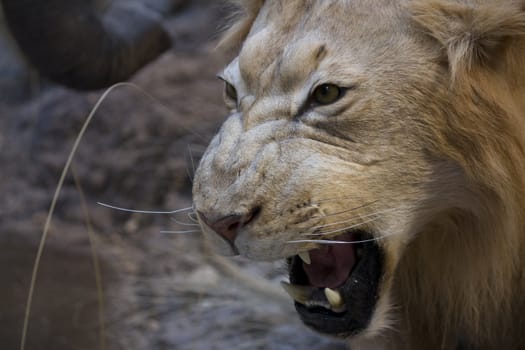 a big scary lion showing his teeth