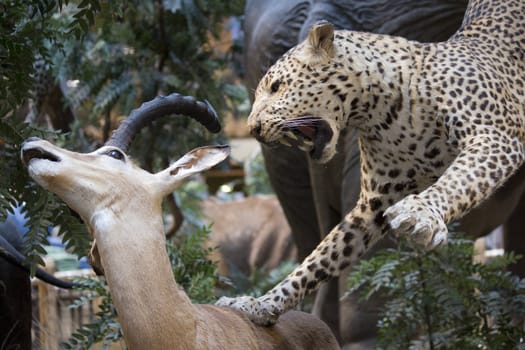 leopard attacking a gazelle
