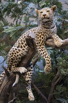 a lazy leopard in a tree.