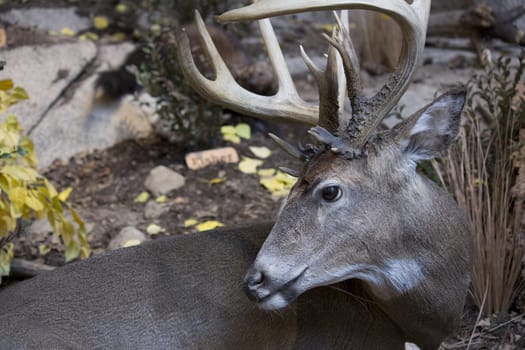 deer hanging out in the wild.