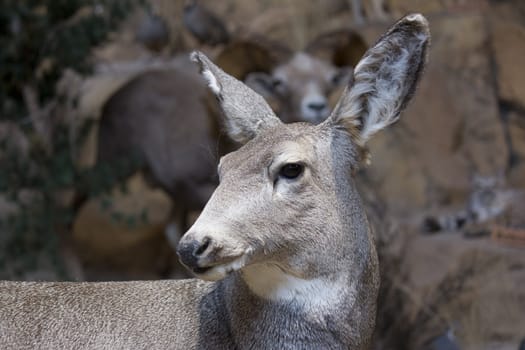 deer hanging out in the wild.