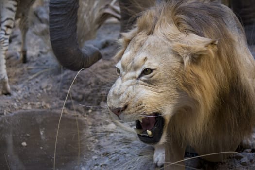 a big scary lion showing his teeth