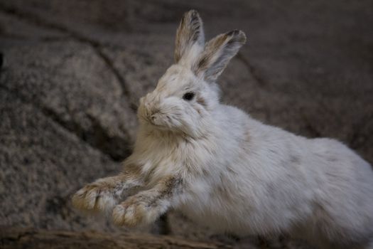 a wild rabbit running or jumping