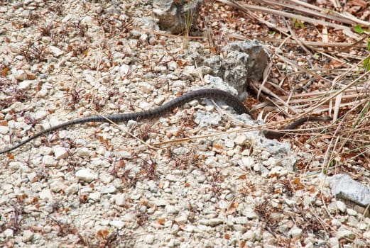 Small snake on Caribbean island