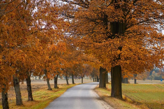 Autumn scenery with road and orange colored trees