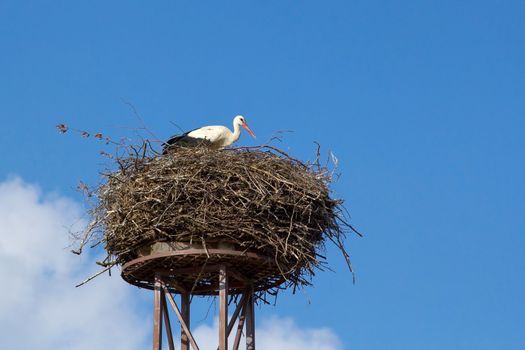 a mother white stork Ciconia ciconi bird on a chimney 