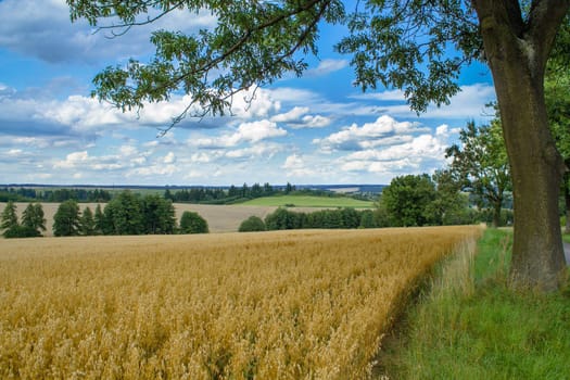 HDR rural summer landscape with field,  meadow and forests