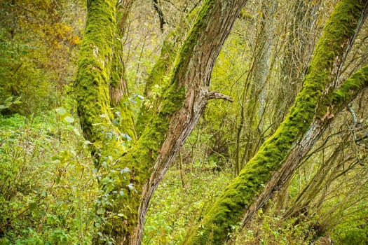 Bright Green Moss (bryophytes) on tree trunks in autumn