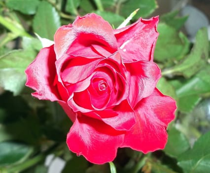 This picture was taken in February 2012 and shows an English Rose in full bloom.