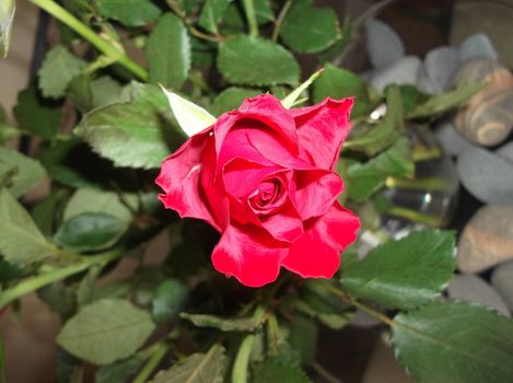 This picture was taken in February 2012 in Cheshire UK and shows a beautiful English rose.