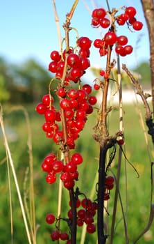 red currant