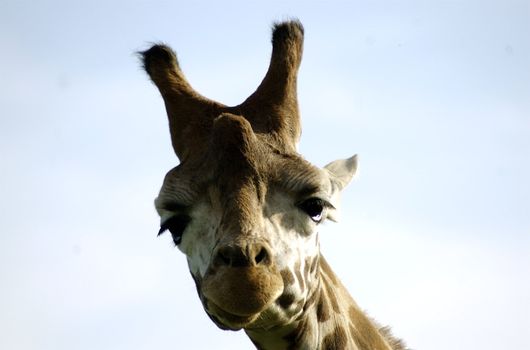 Close up of Giraffe's face against very pale sky. Horns, spots and eyelashes featured.  Giraffe is lookinh straight into the camera.