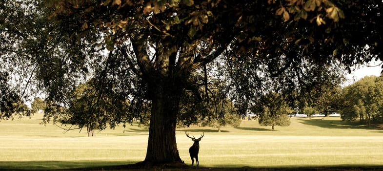 Stag standing under the shade of a tree in silhouette, with antlers visible.