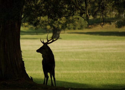 Stag standing under the shade of a tree in silhouette, with antlers visible, with copy space.
