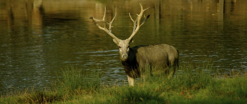 Stag looking directly into camera, whilst standing in a lake with antlers clearly visible.  With copy space.