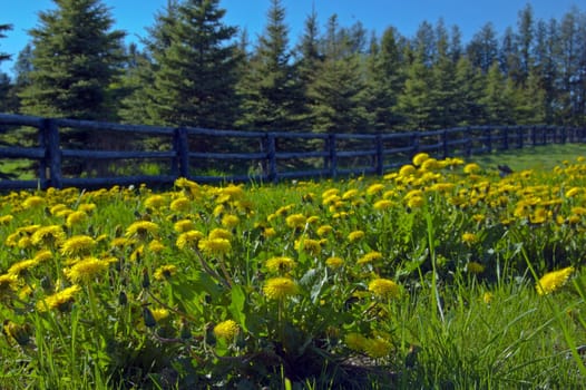 A lot of dandelion flowers in a green meadow