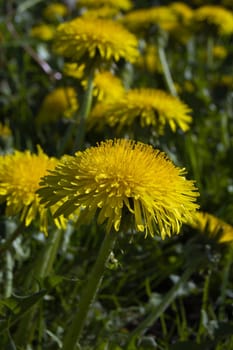 A lot of dandelion flowers in a green meadow