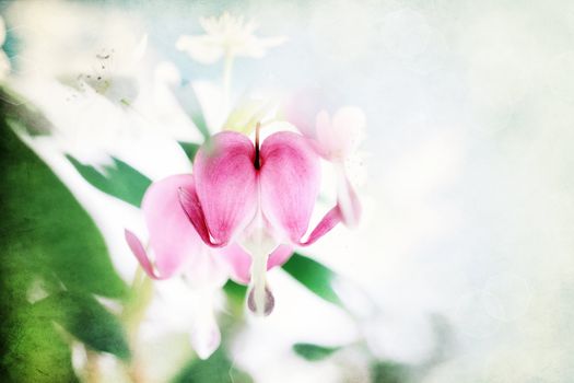 Digital composite of a textured Bleeding Heart with copy space. 