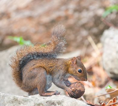 Squirrel eating nut in Belize, Central America.