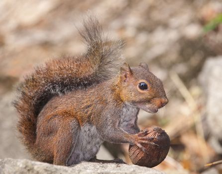 Squirrel eating nut in Belize, Central America.