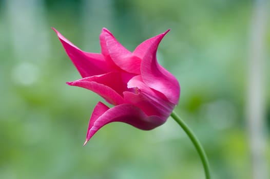 close up of raspberry pink tulip on dark background