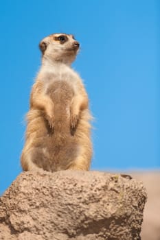 Meerkat (Suricata suricata) with copy space.