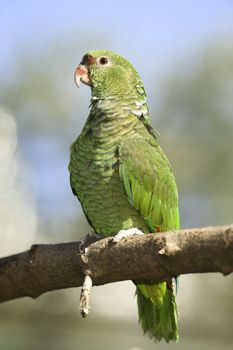 Green Parrot.