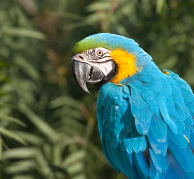 Blue and Yellow Macaw, Ara ararauna.
