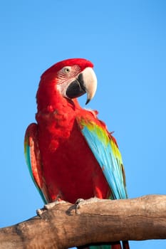 Red macaw perching on tree, copy space.