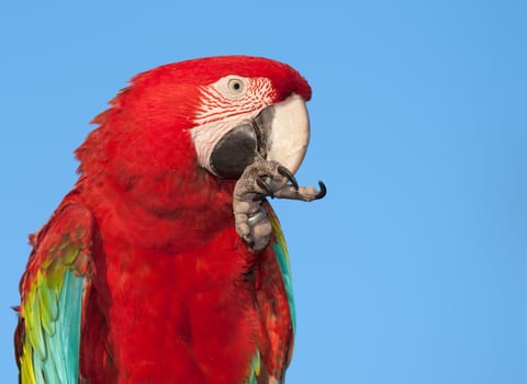 Macaw portrait with copy space. 