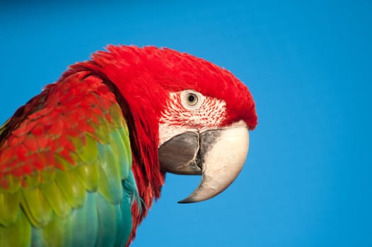 Macaw portrait with copy space.