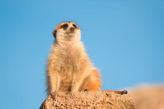 Meerkat (Suricata suricata) with copy space.