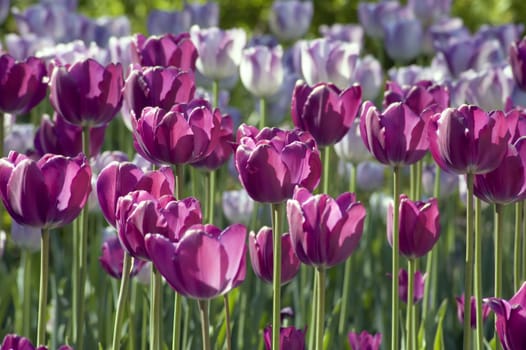 close up of magenta tulips on blur background