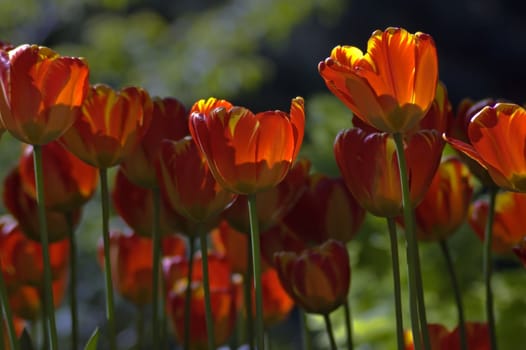 close up of red and yellow tulips at sunset