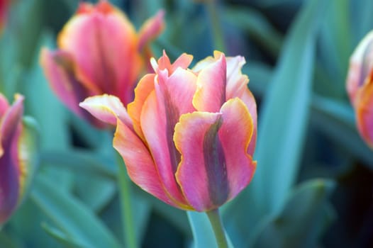 close up of red and yellow tulip on dark background