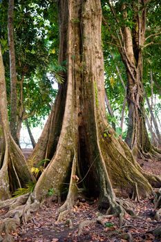 Tropical rain forest in Costa Rica, Central America.